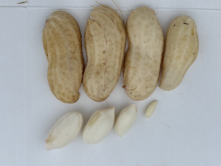 Peanut Shells and peanuts that have been shelled.