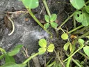 White web like material beginning to climb up a peanut stalk.