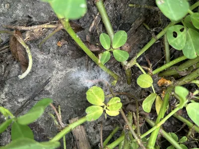 White web like material beginning to climb up a peanut stalk.