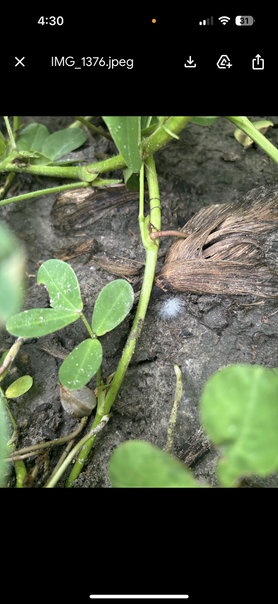 White weblike substance on the ground beside a peanut plant.
