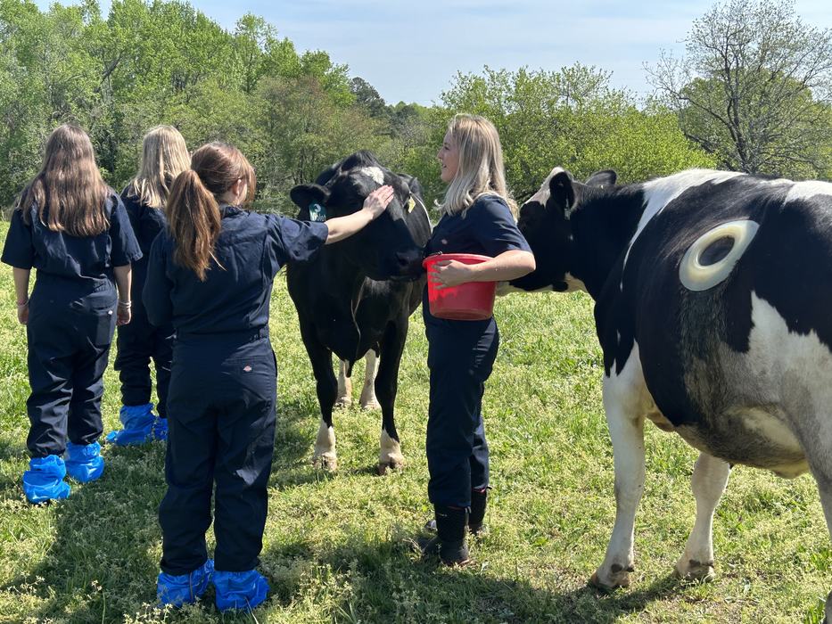 youth looking at research dairy cows