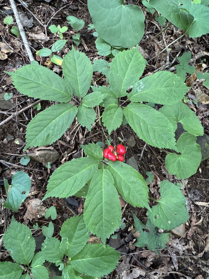 A photo of a 5-leaved plant with bright red berries.