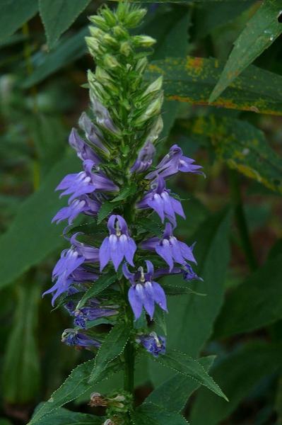 Vertical spike of purple bell-shaped flowers on a green stem among leaves