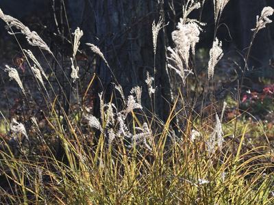 Picture of miscanthus sinensis seedheads and growth form.