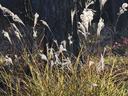 Picture of miscanthus sinensis seedheads and growth form.