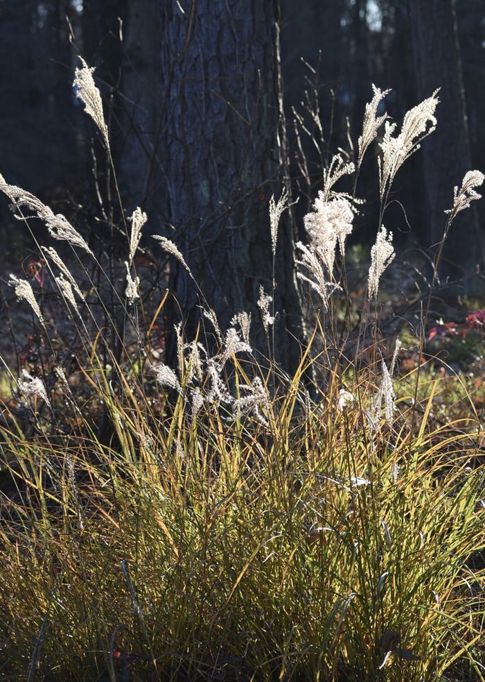 Miscanthus sinensis seedheads and clumping growth form demonstrated.
