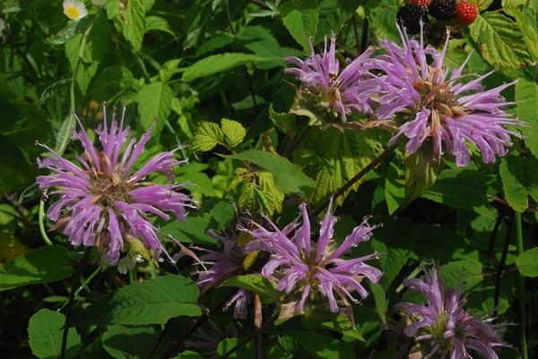 Purple bee balm (Monarda) flowers clustered among green leaves with blackberries