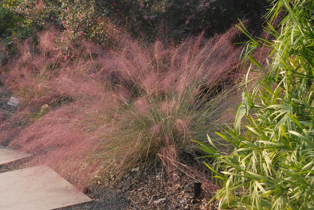 Clump of pink ornamental muhly grass with feathery blooms beside garden path