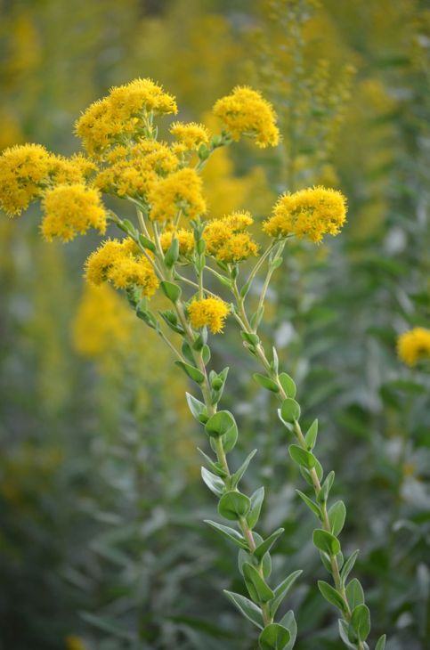 yellow clubs of small flowers on tall upright plant with close tight leaves
