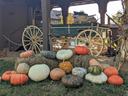Display of decorative pumpkins