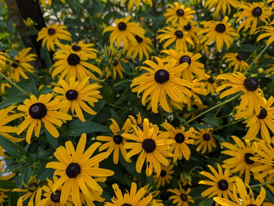 black-eye susan flowers in full flower in the pollinator haven garden in lee county