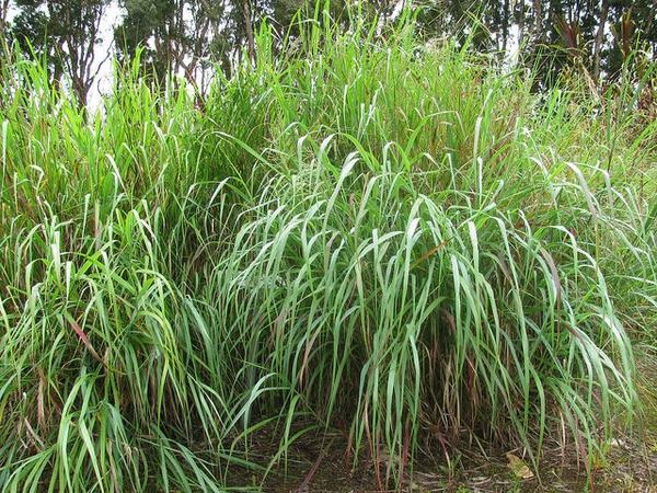 Tall green grass clumps growing at forest edge