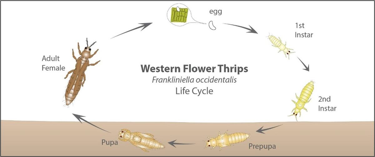 Fig. 5. Life cycle of western flower thrips. Source: https://www.biobee.com/pests/western-flower-thrips/