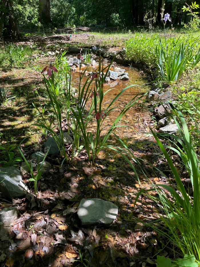 Clear water and plants grow alongside the pond.