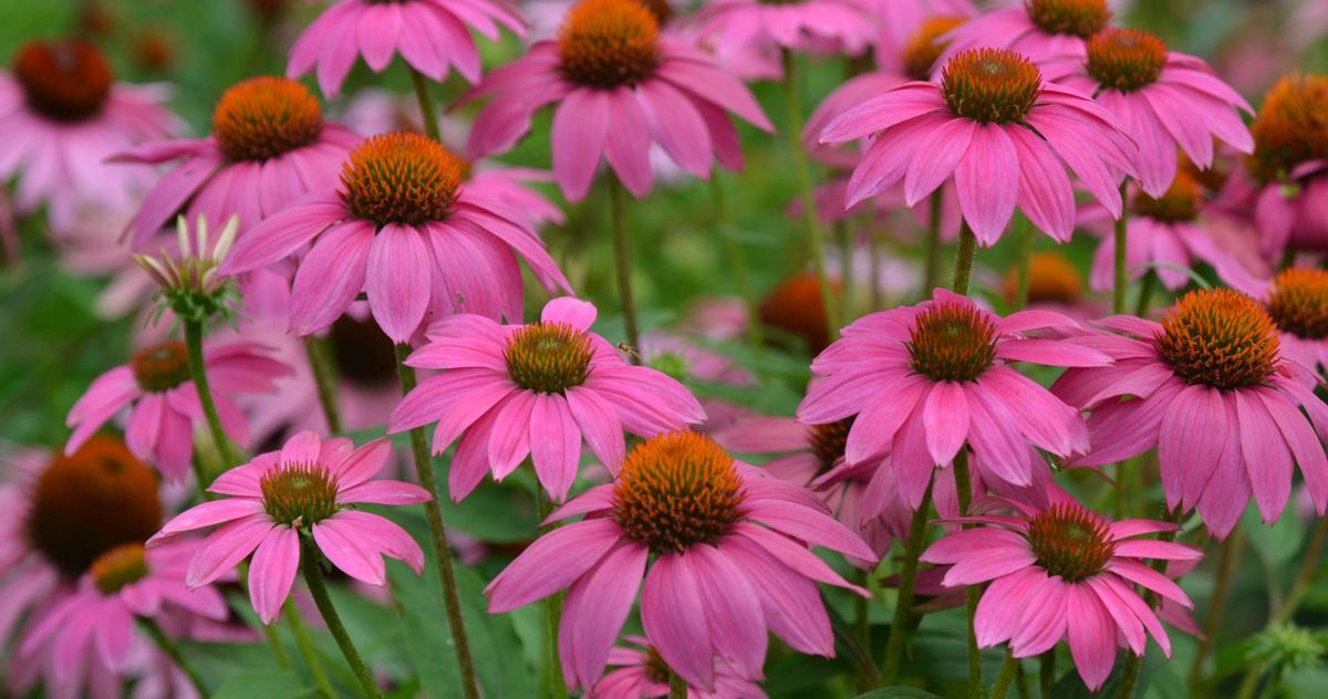 Cluster of pink coneflowers (Echinacea) with orange-brown central cones