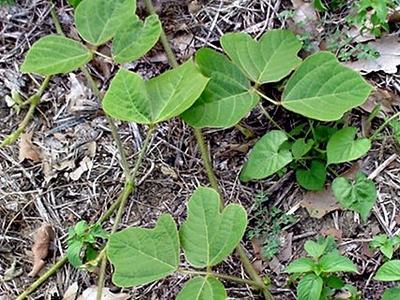 Vining plant with multiple heart-shaped green leaves spreading over dry ground