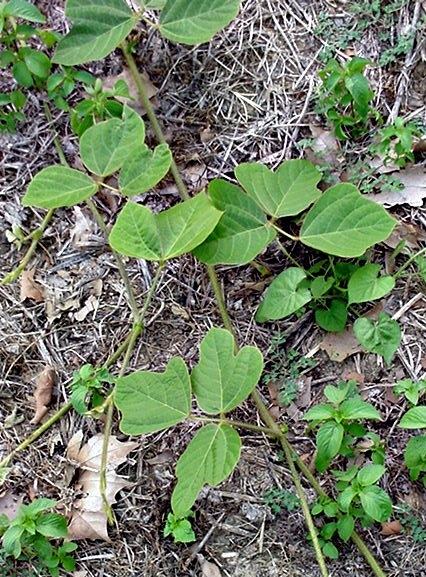 Vining plant with multiple heart-shaped green leaves spreading over dry ground