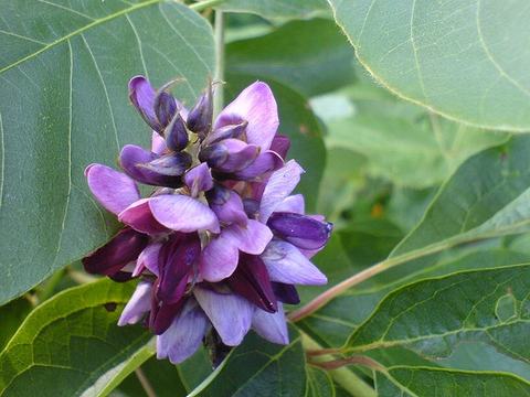 Purple clustered pea-like flowers against large green leaves