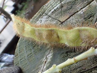 Hairy green caterpillar resting on a weathered tree stump