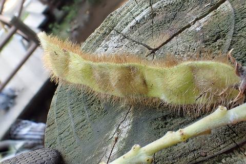 Hairy green caterpillar resting on a weathered tree stump