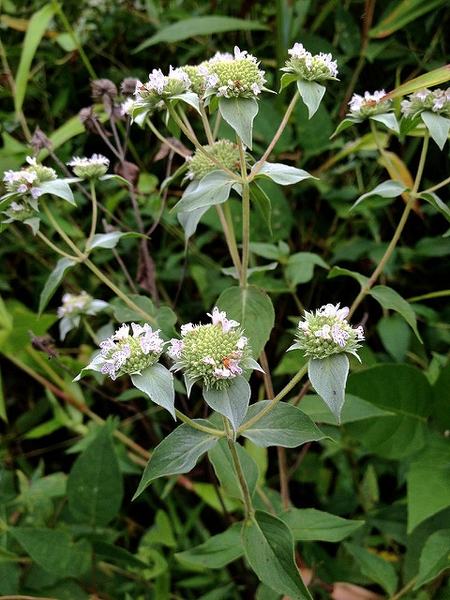 Stemmed plant with round clusters of small pale white flowers and green leaves