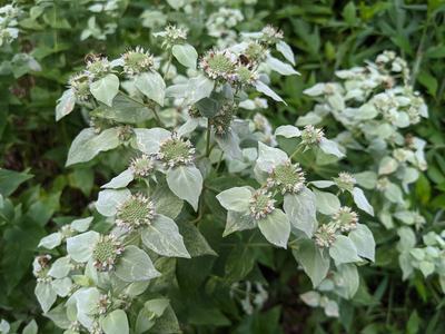 Pycnanthemum muticum_Photo by Amanda Bratcher