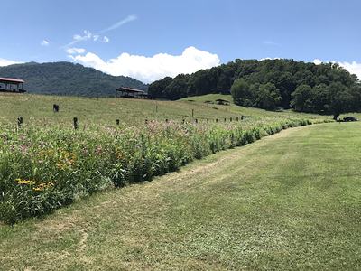 Green grassy field planted with pollinator flowers.