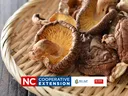 growing Shittake Mushrooms