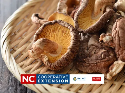 growing Shittake Mushrooms