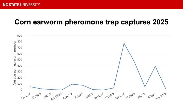 Graph showing corn earworm pheromone trap catches 2025