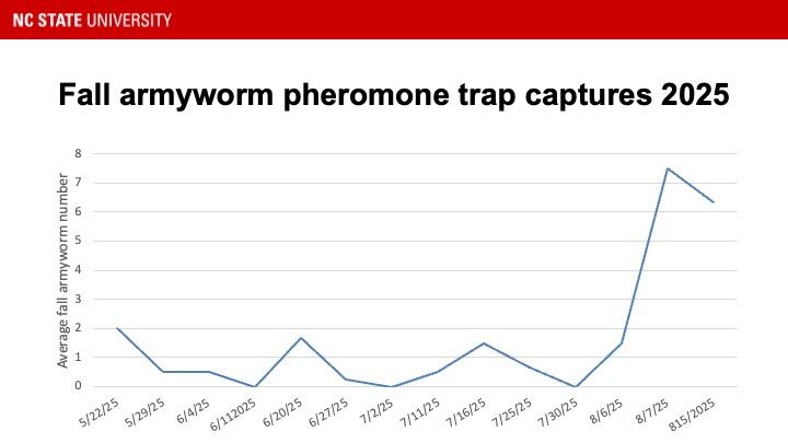 Graph showing fall armyworm pheromone trap catches 2025