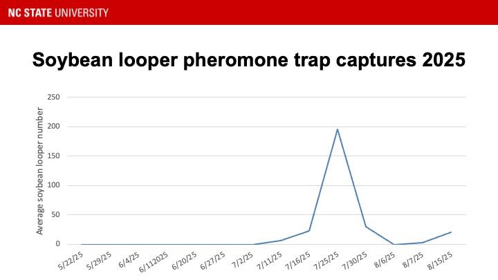 Graph showing soybean looper pheromone trap catches 2025