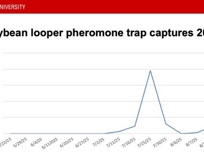 Line chart titled "Soybean looper pheromone trap captures 2025" showing peak ~200 on 7/25/25