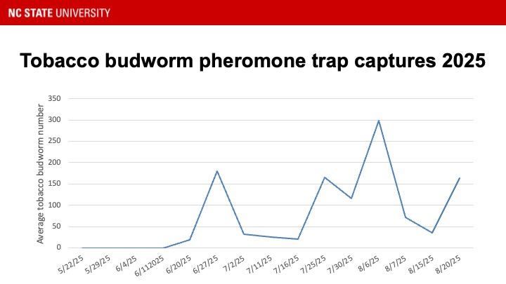 tobacco budworm moth activity