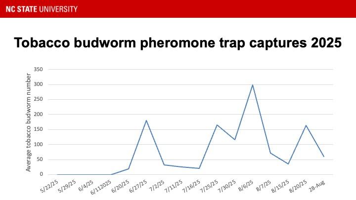 tobacco budworm moth activity
