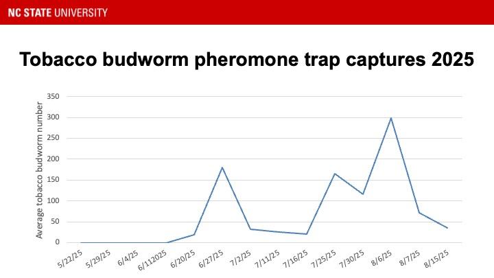 Graph showing tobacco budworm pheromone trap catches 2025