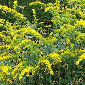 Dense cluster of yellow goldenrod flowers interspersed with black-eyed Susan blooms