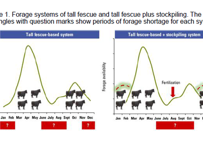 Forage systems of tall fescue and tall fescue plus stockpiling. 