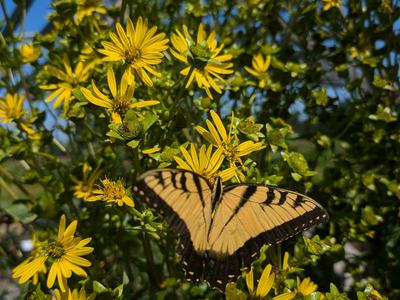 Swallowtain on a sunflower_Amanda Bratcher (1)