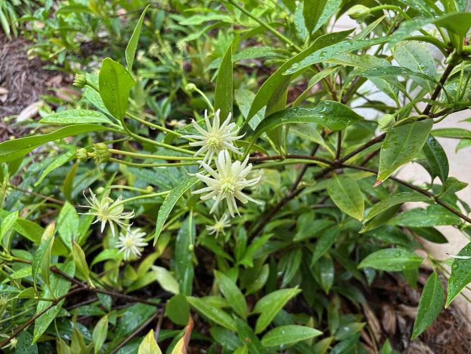 The Arboretum showcases plants that will thrive in coastal climate.