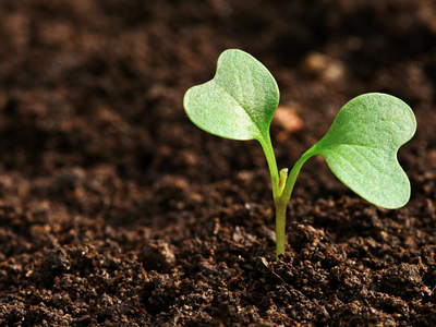 Green seedling with two cotyledon leaves emerging from dark soil
