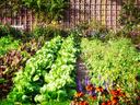 Rows of lettuce and mixed greens in garden beds with flowers and a brick wall