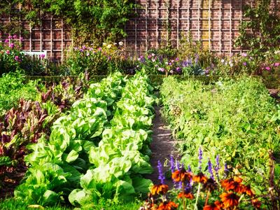 Rows of lettuce and mixed greens in garden beds with flowers and a brick wall