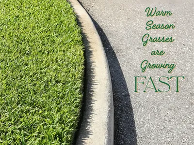 Warm season St Augustinegrass