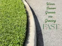 Warm season St Augustinegrass