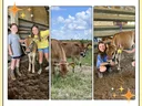 Graphic features images of dairy calves with Onslow County 4-H'ers.