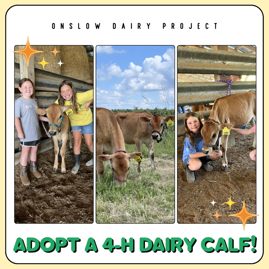 Graphic features images of dairy calves with Onslow County 4-H'ers. 