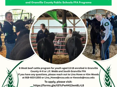 Youth Beef Cattle Project poster — Applications due Aug 22; QR code and NC Cooperative Extension logos