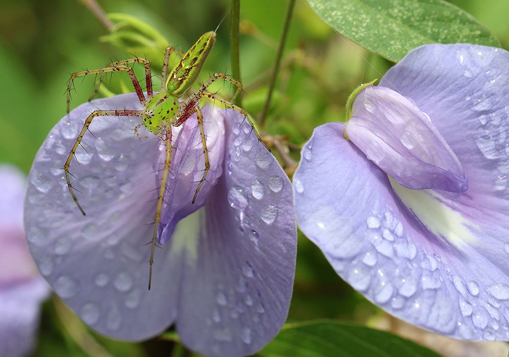 Green lynx female on spurred butterfly pea vine 