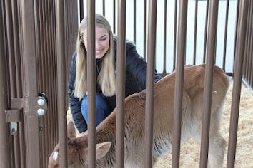 Aubrey Mekus with Cow